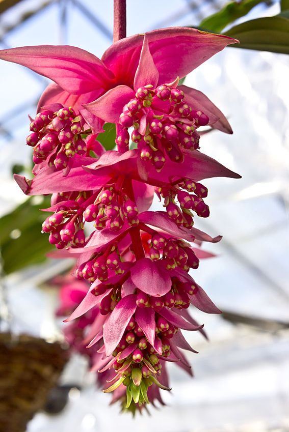 cultivar medinilla 2