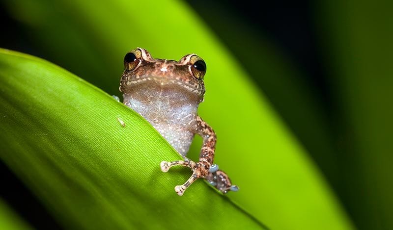 El-Yunque-Puerto-Rico-fauna