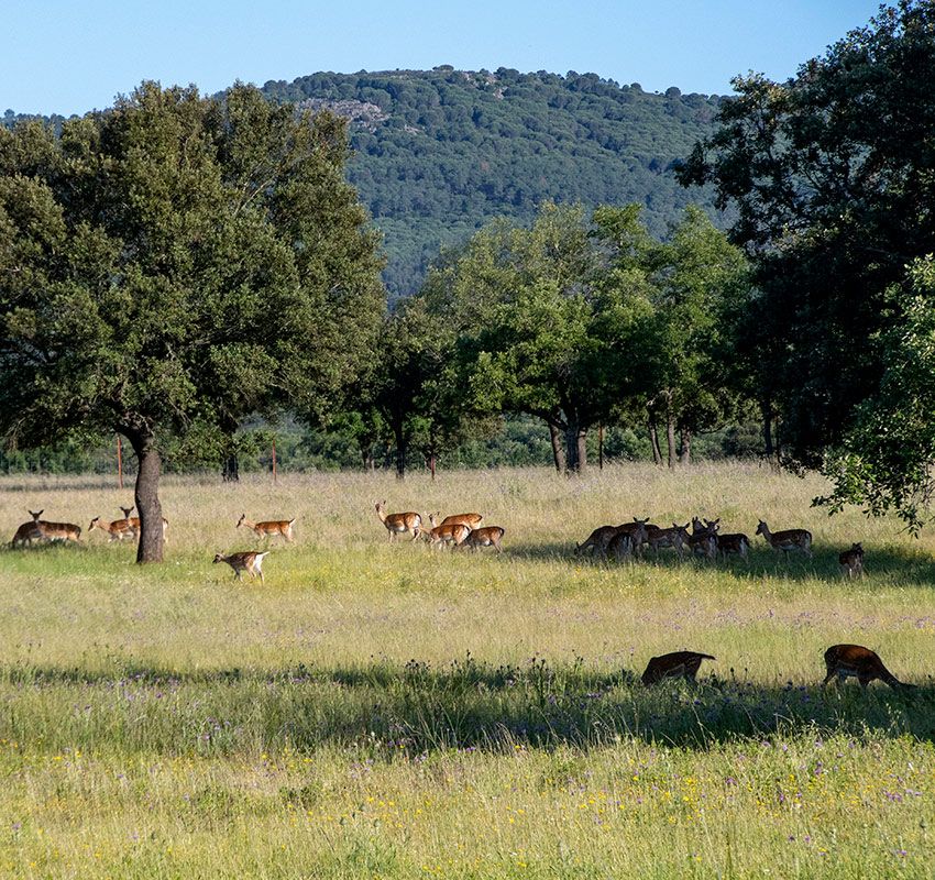 Berrea en la Reserva de Cíjara, Badajoz