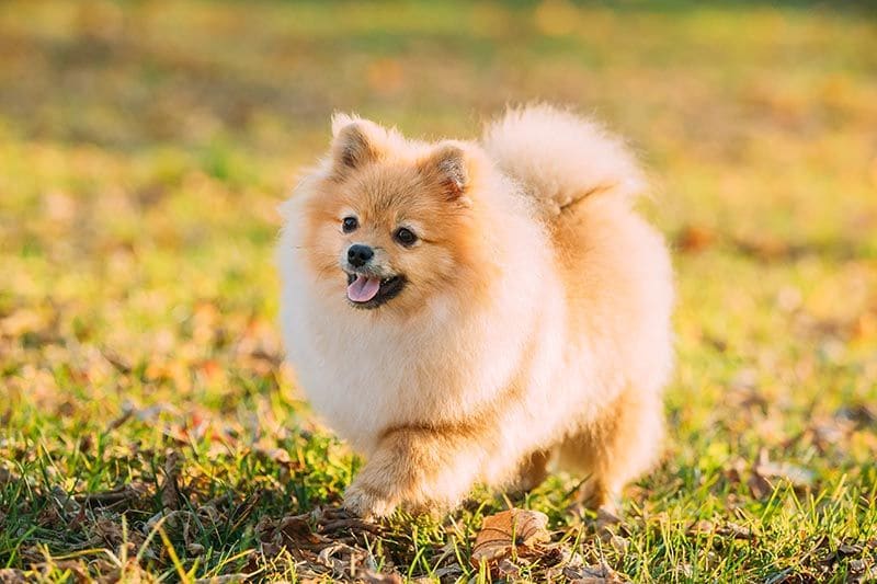 Pomerania AdobeStock_232445808