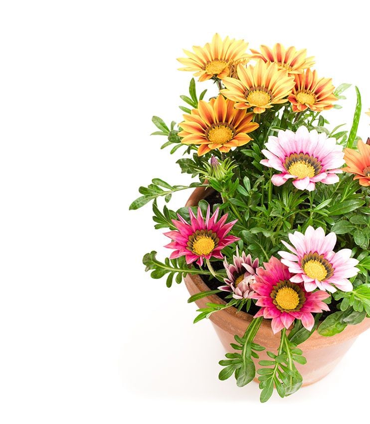 cultivo gazania 7