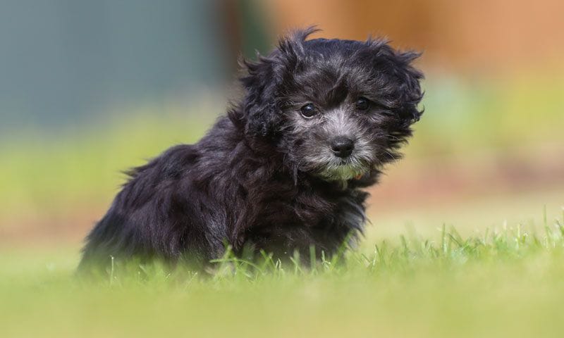 maltipoo negro