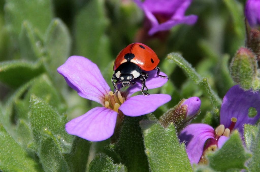 Vinca o hierba doncella