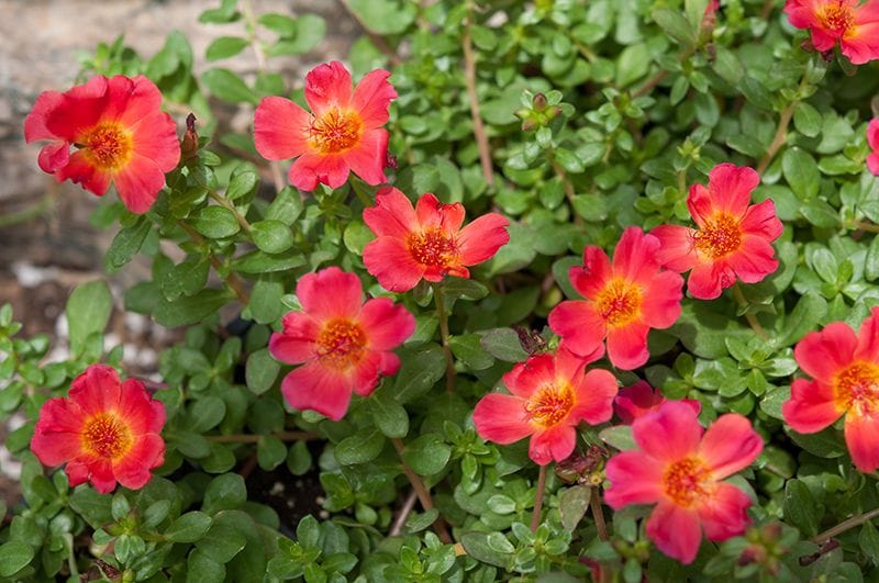 cuidados portulaca 02a