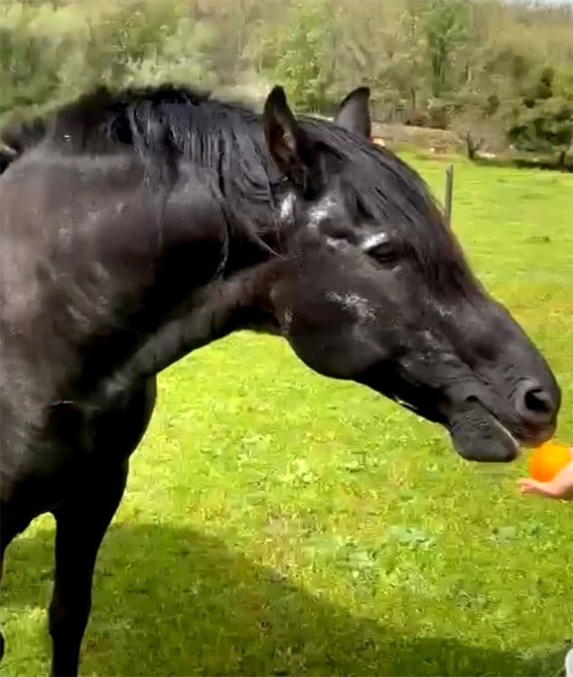 'Fantástico', el caballo al que han dado de comer