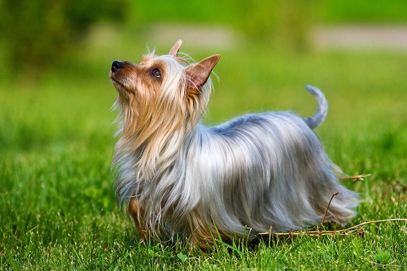 Silky Terrier AdobeStock_18202380