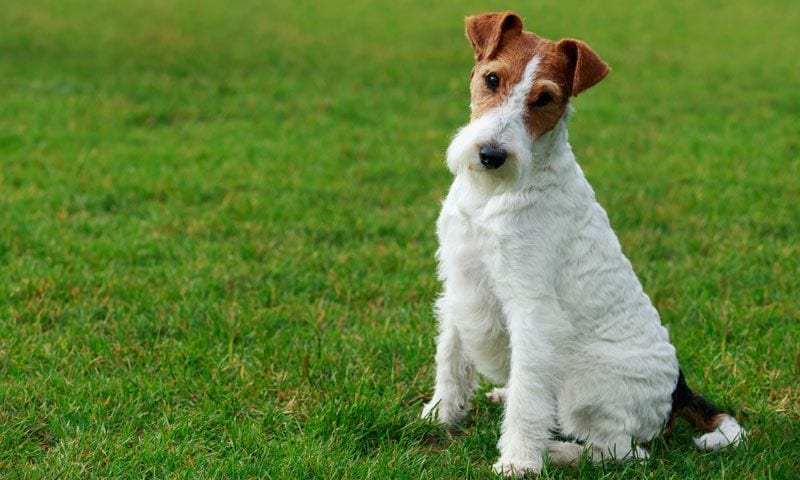 fox terrier