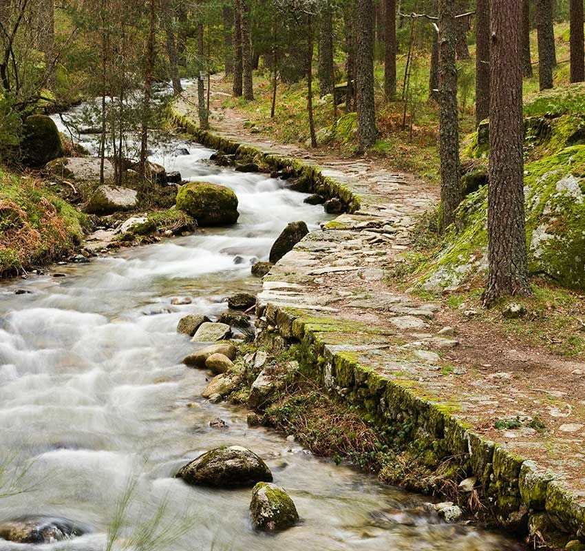 Pinar de Valsaín en otoño, Segovia