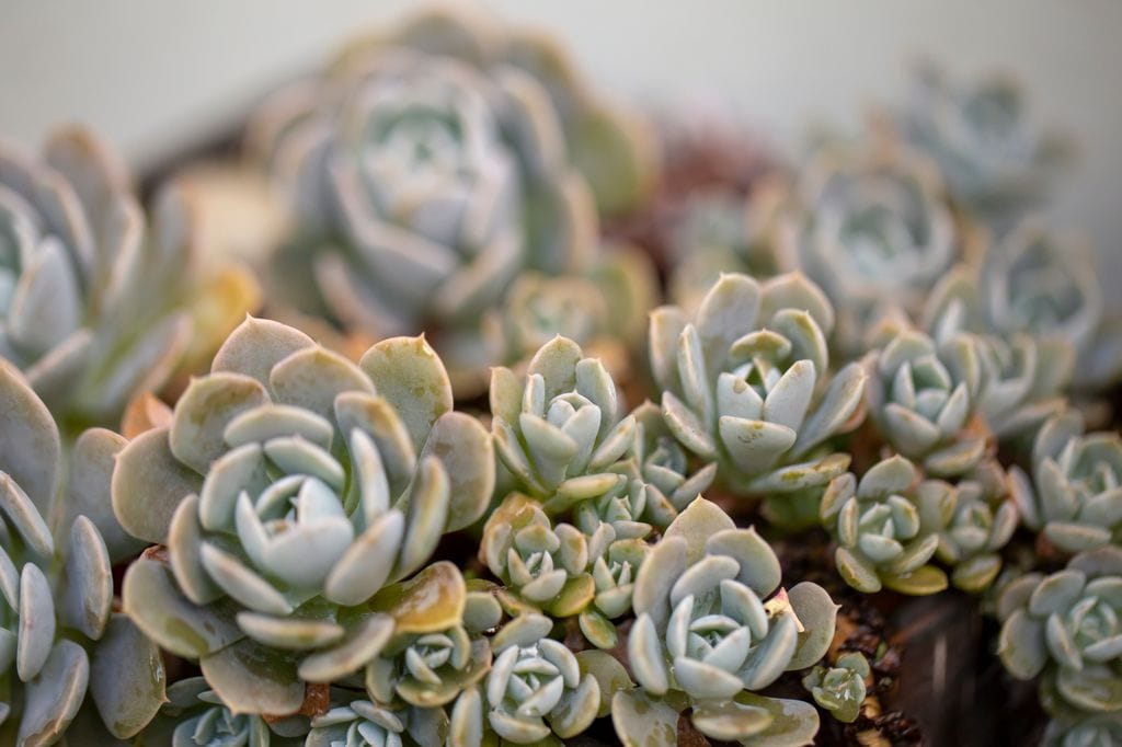 Suculenta Pachyphytum Bracteosum 