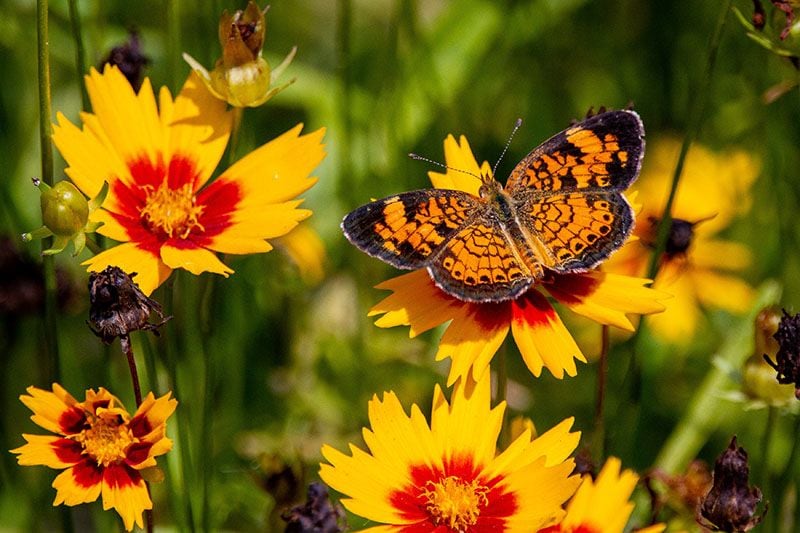 cultivar coreopsis 3