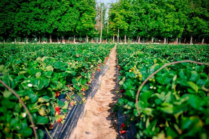 Fresas de La Huerta de Aranjuez