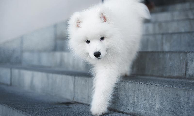 samoyedo