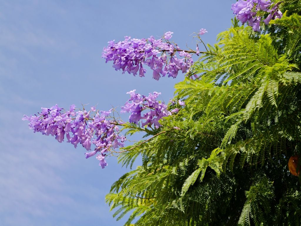 Jacaranda mimosifolia