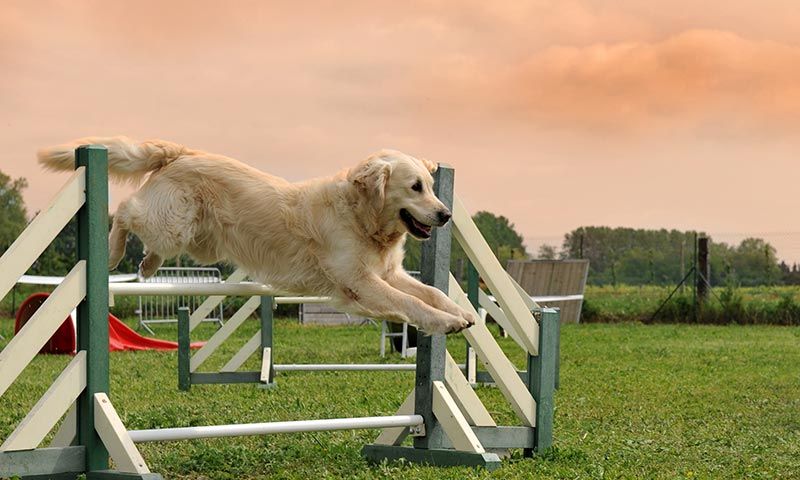 golden retriever