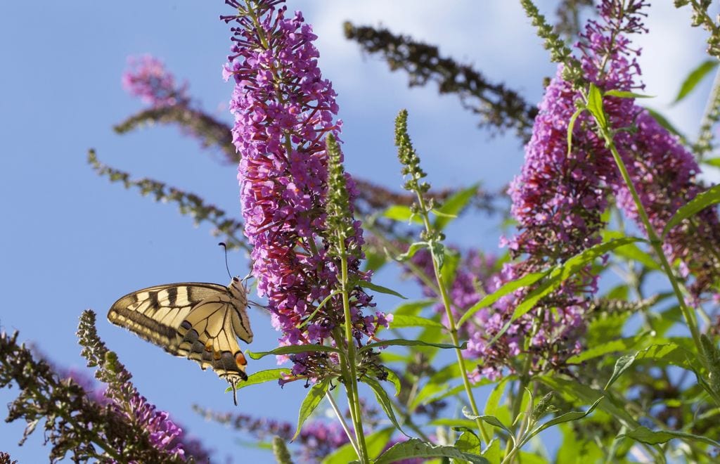 Buddleia davidii 