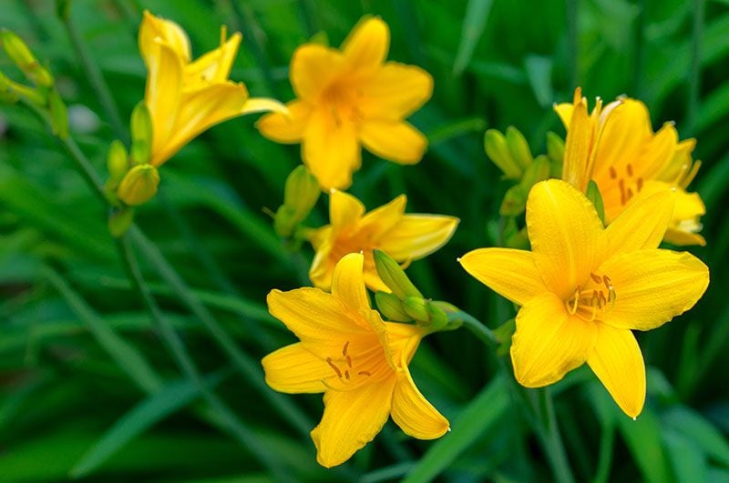 cultivar hemerocallis 1