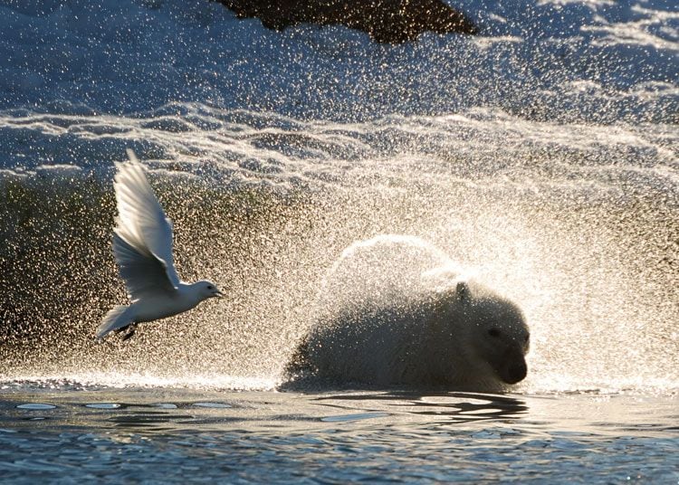 Hurtigruten--crucero_spitsbergen