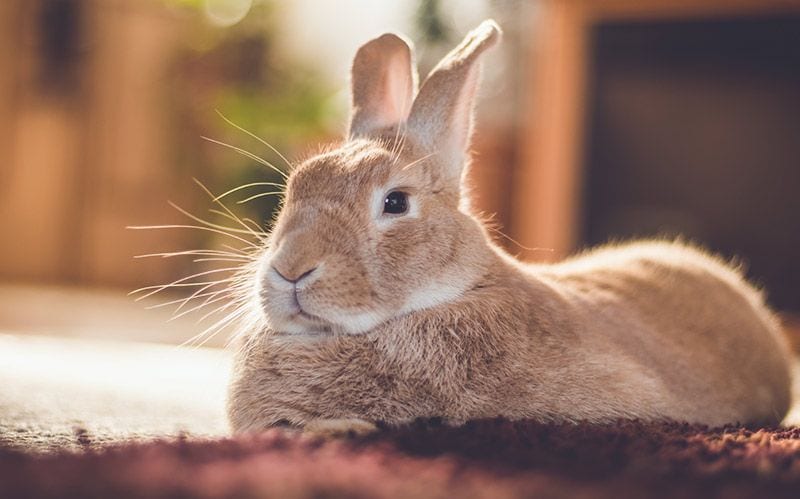 08 consejos mejorar salud comportamiento conejos