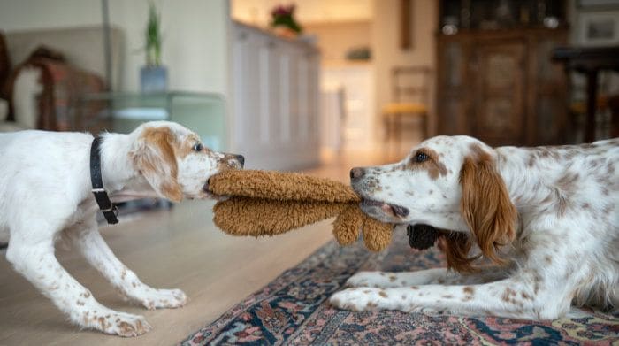 dos perros peleando