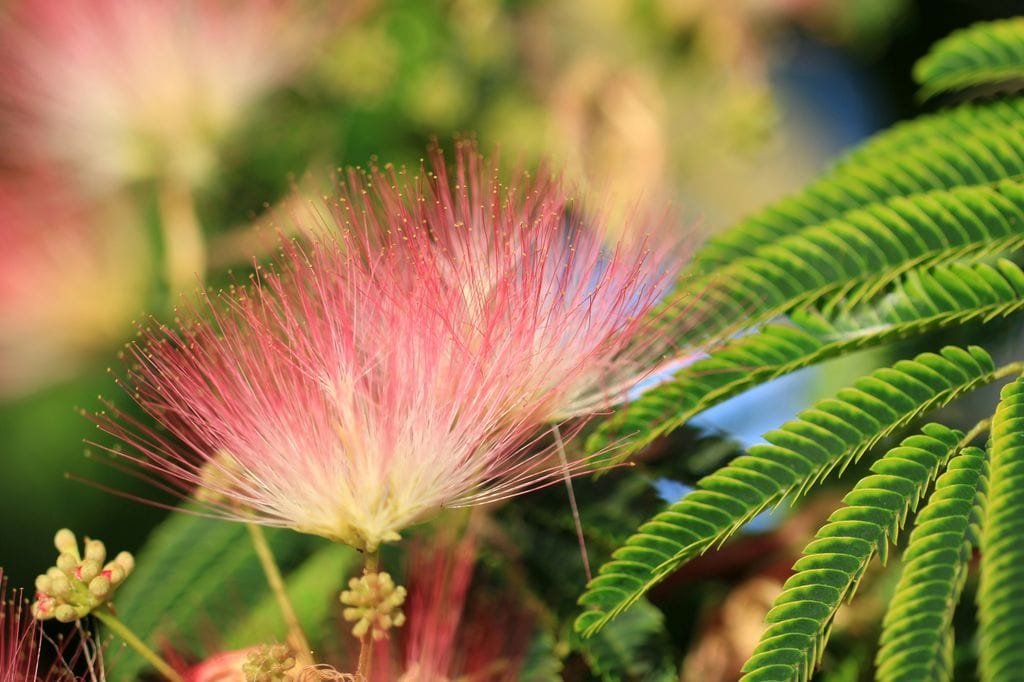 Albizia julibrissin o acacia de Constantinopla