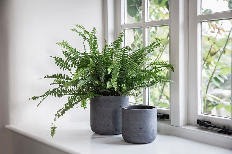 plantas decorar bano 7