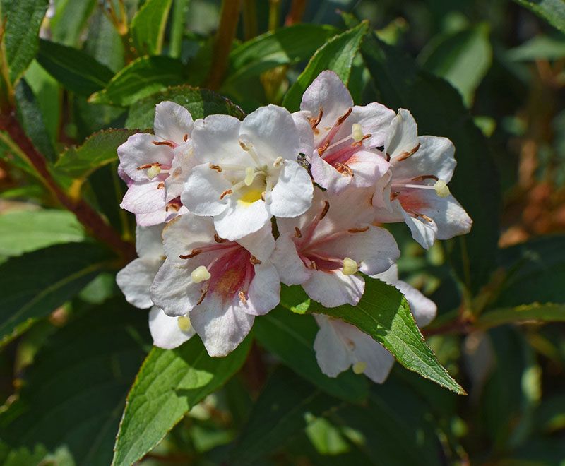 cultivo abelia 3