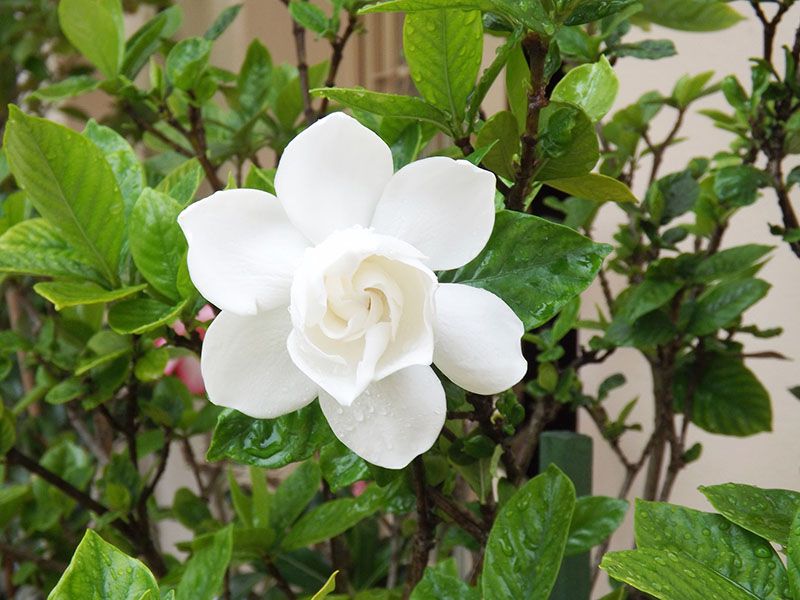 cultivar gardenia 10