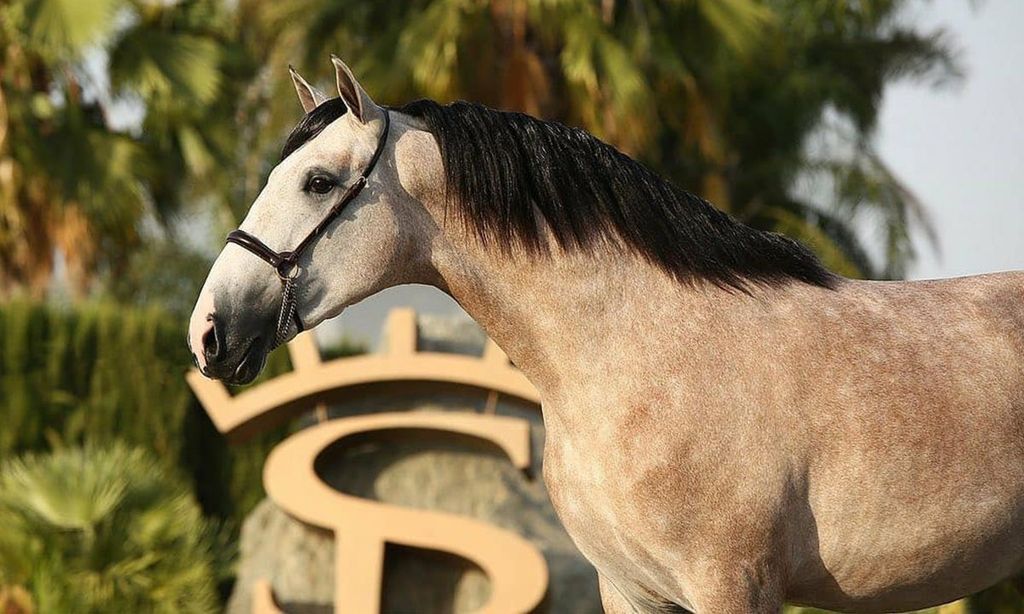 Sergio Ramos caballo