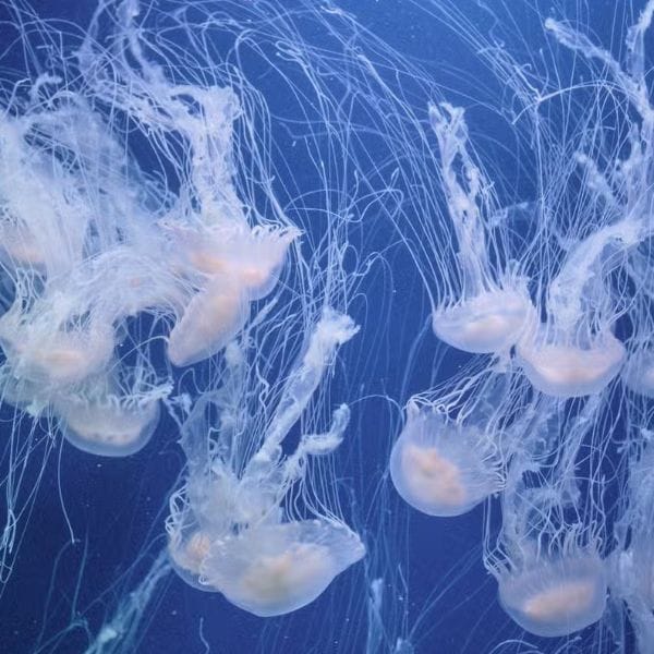 Oceanogàfic de Valencia - Medusas