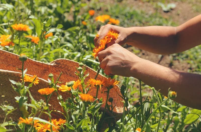 calendula