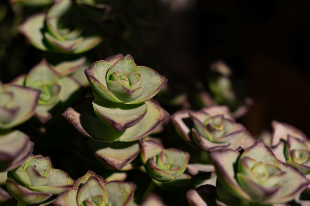 crassula perforata o planta acordeon