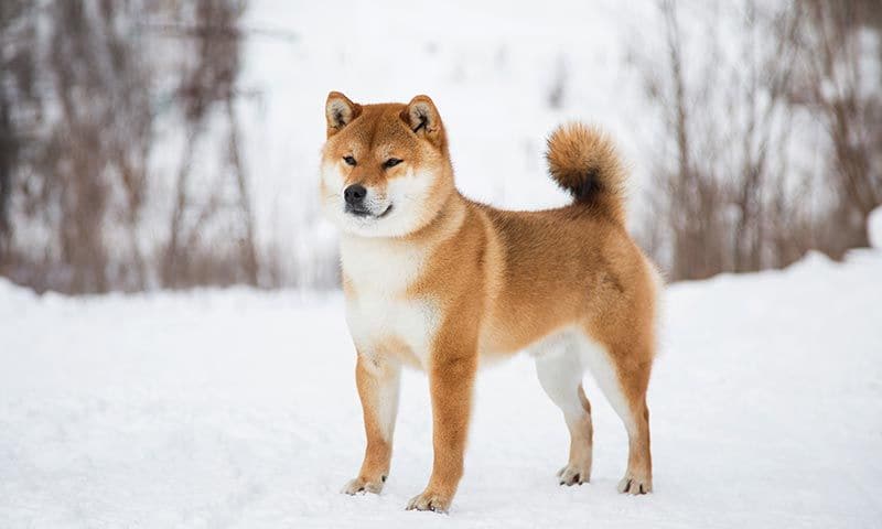 shibainu