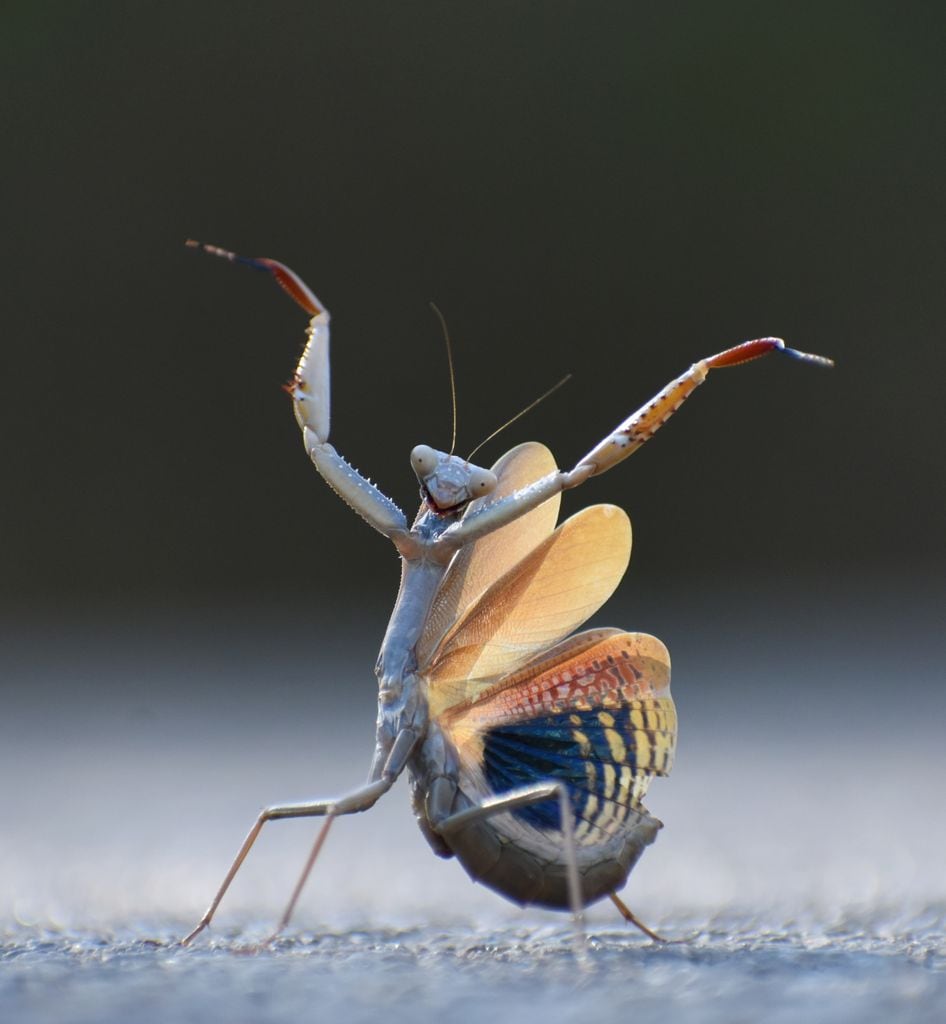 Flemish mantis