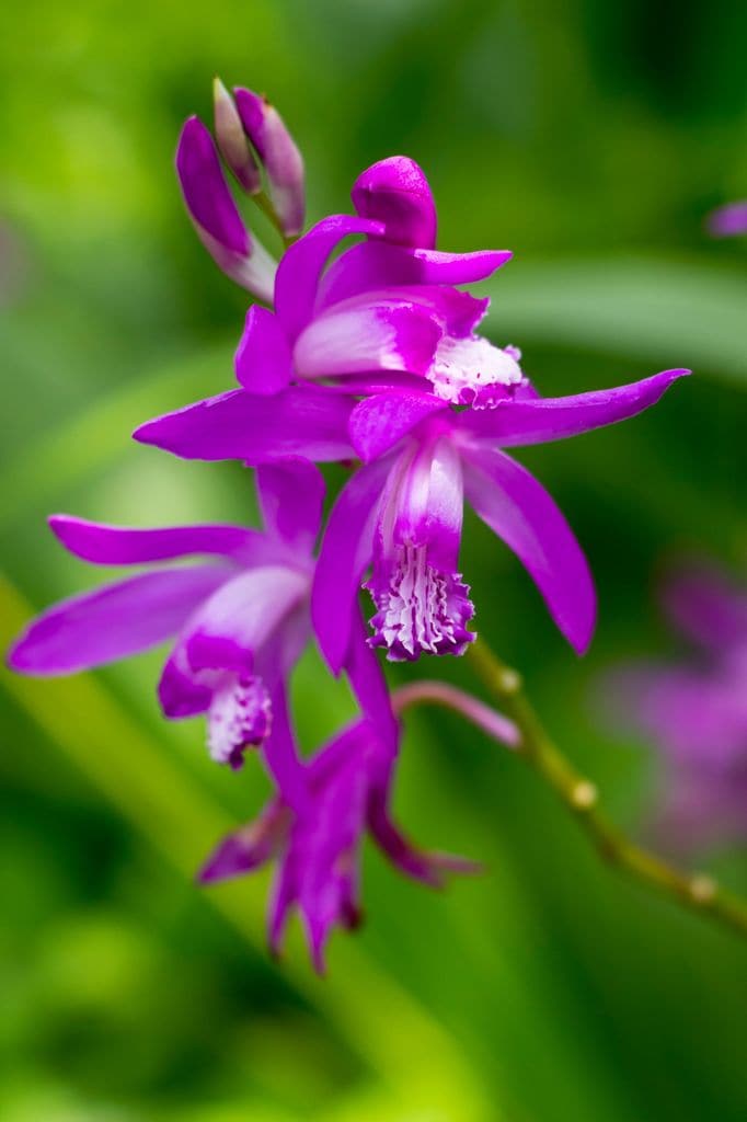  Bletilla Striata u orquídea terrestre