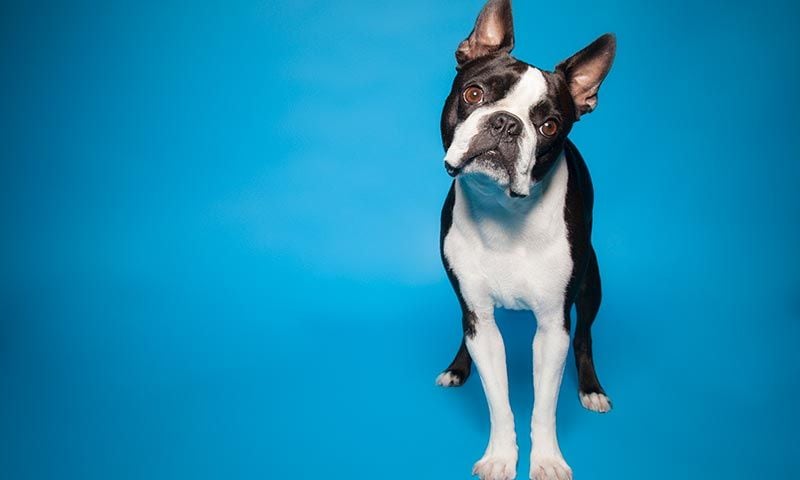 boston terrier