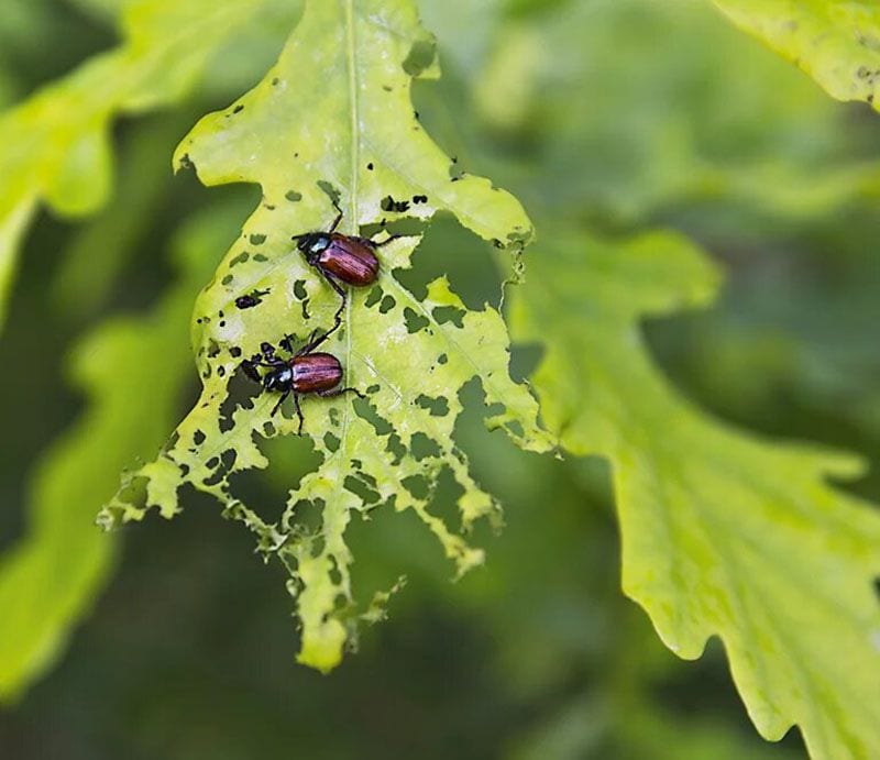 abono insecticida ecologicos 6