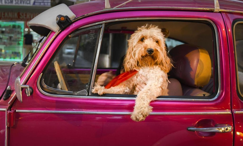 chauffeur dog de mehmet aslan turqu a 