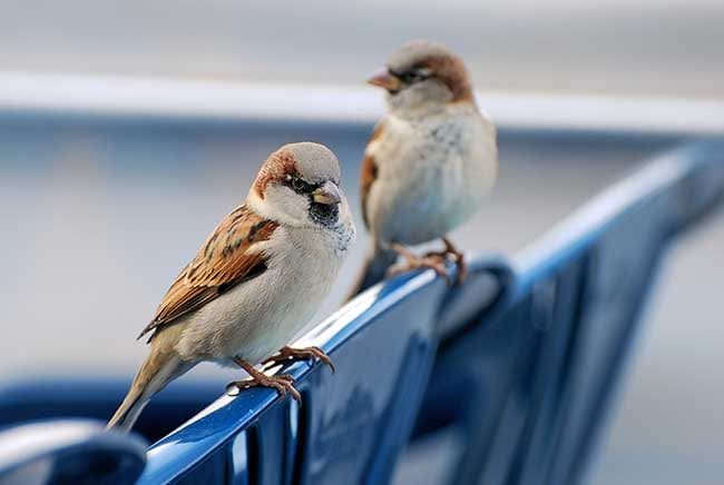 ¿Dónde están los pájaros? Así es como la contaminación está acabando con las aves urbanas