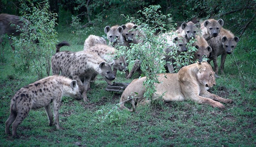 leones-hienas-masai