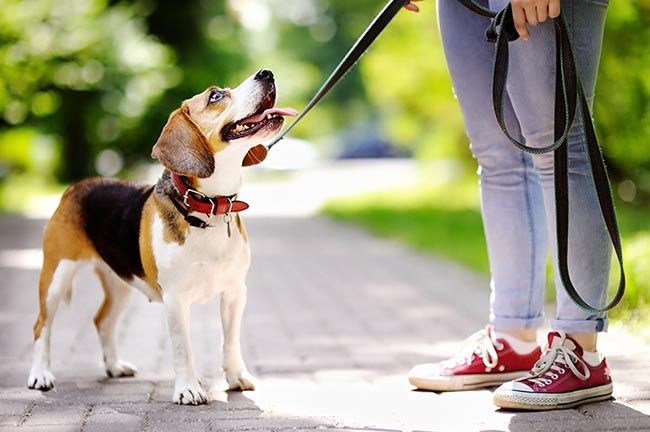 Quieres tener un perro pero estos miedos te lo impiden