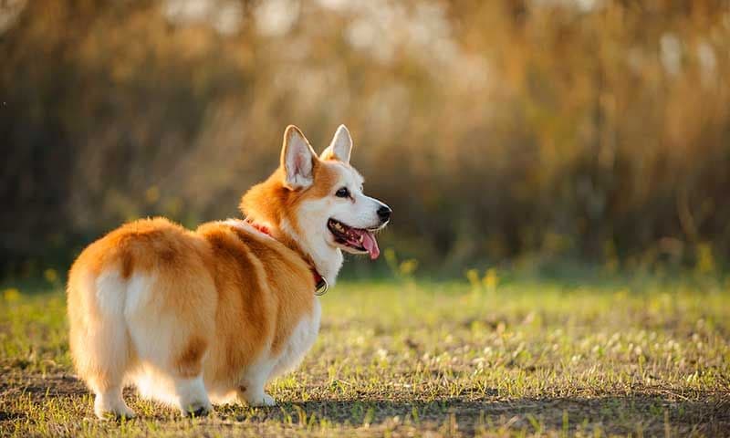 corgi gales de pembroke