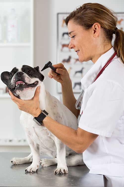 Veterinario