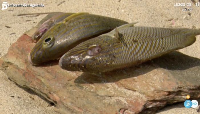 Los peces de Ana María 