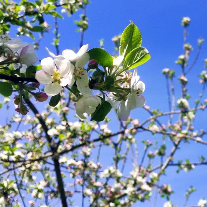 Floración del manzano en la comarca de la sidra en el mes de mayo, Asturias