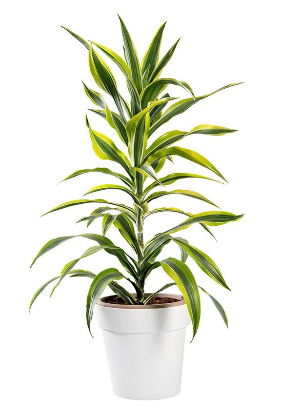 cultivar dracena 6