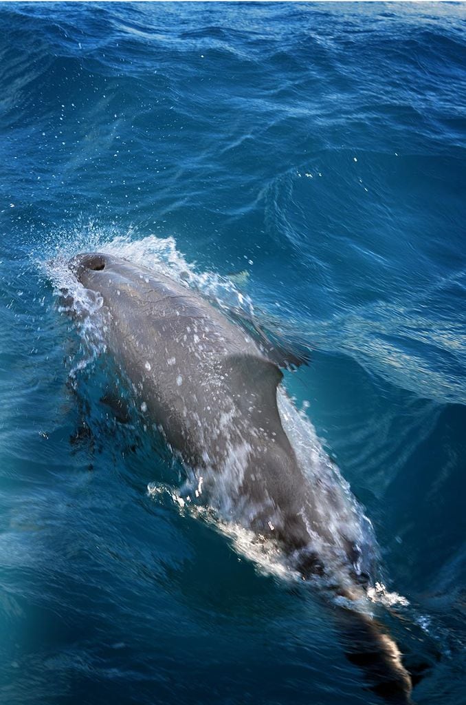 isla mauricio delfines catamaran