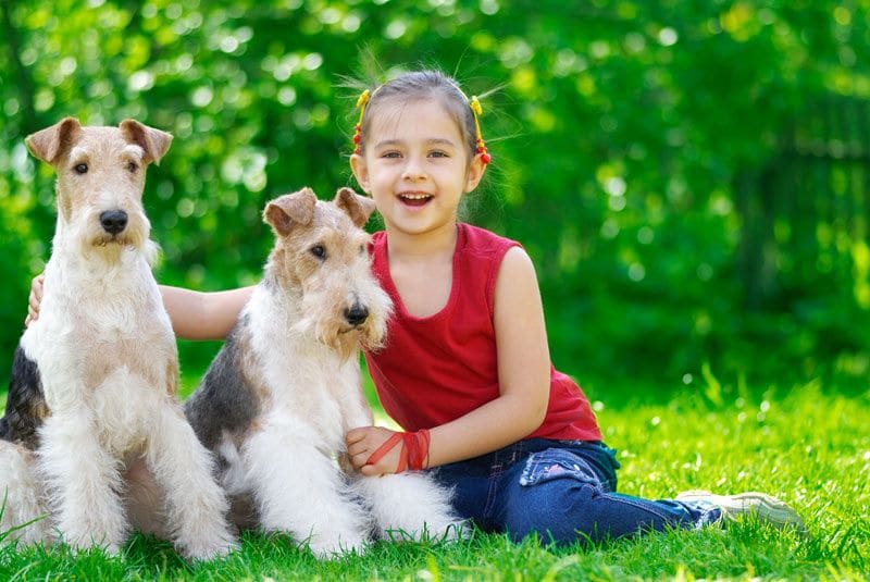 fox terrier nina