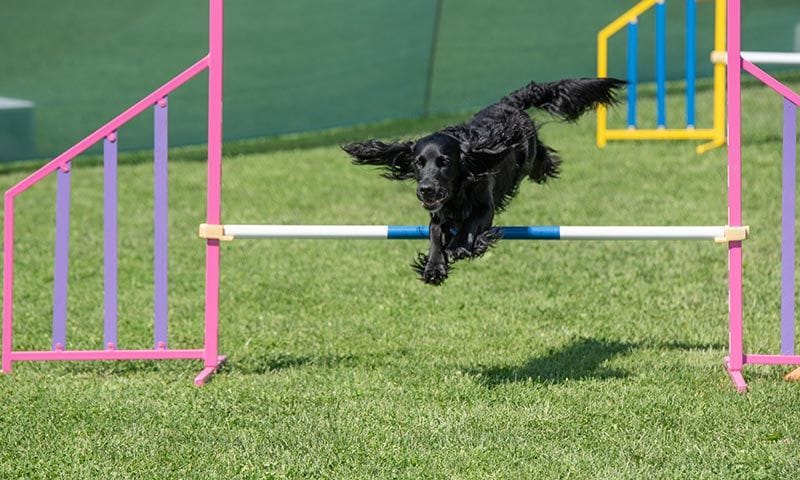 cocker spaniel