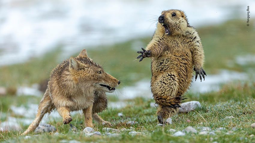 Yongqing-Bao---Wildlife-Photographer-of-the-Year