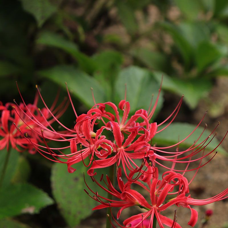 cultivar lycoris radiata 4